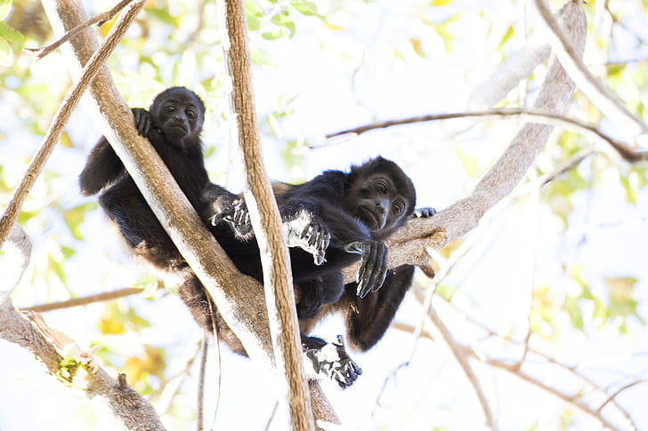 Two Black Monkey Climbing On Tree