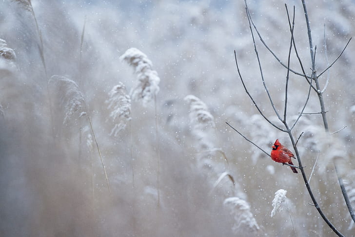 cardinal perched in leafless tree during winter season