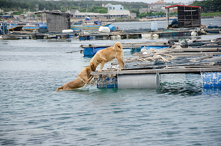 two adult golden retriever on ocean dock during daytime