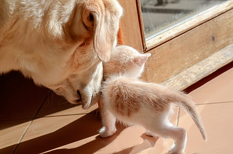 brown dog smelling white and brown kitten