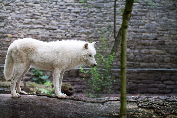white wolf on black log