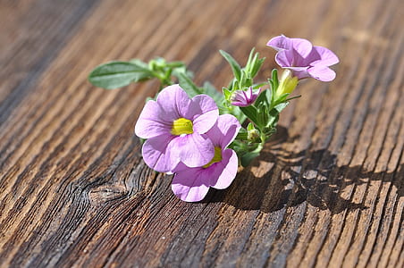 closeup photography of pink pealed flowers on brown wooden surface