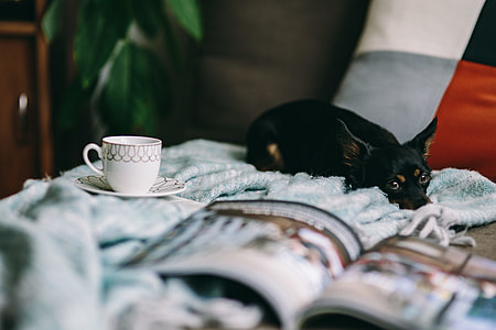 Resting with magazine and cute puppy