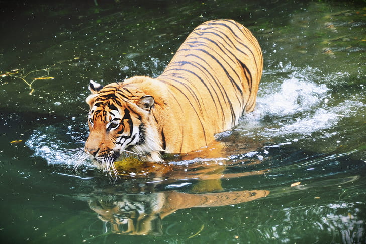 brown and black tiger in body of water