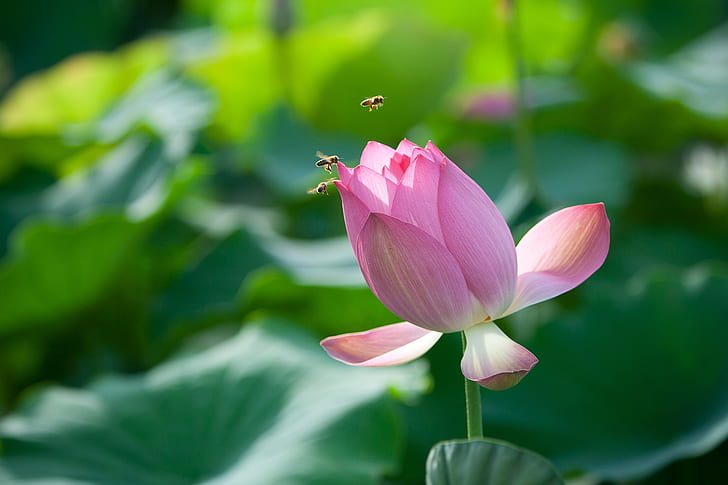 macro photo photo of pink lotus
