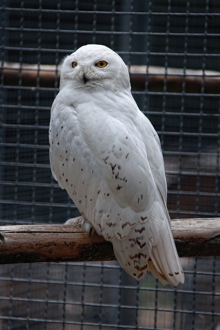 white night owl on tree branch