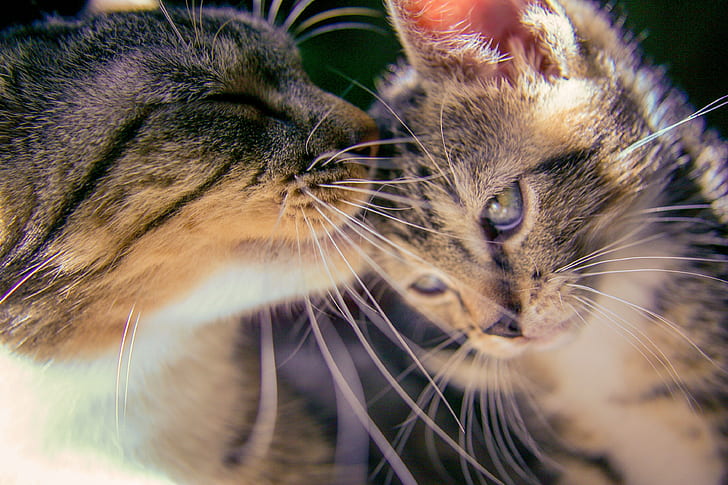 shallow photography of two gray Tabby kittens during daytime