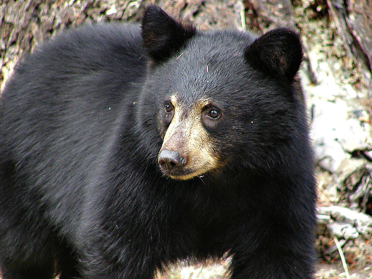 photo of grizzly bear