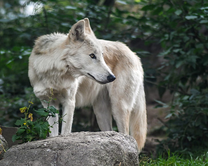 wildlife photo of white wolf