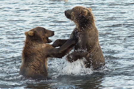 two brown bears on water at daytime