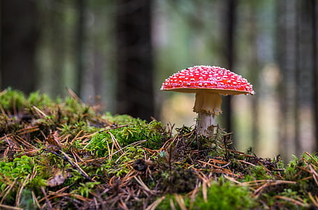 pink and white mushroom beside grass
