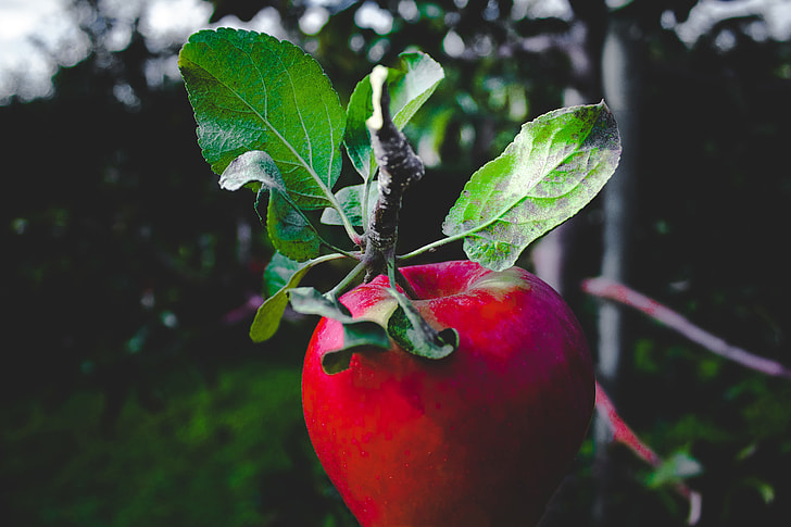 Red apple in a tree