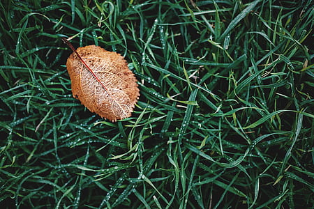 High Angle Photography of Brown Leaf on Grass