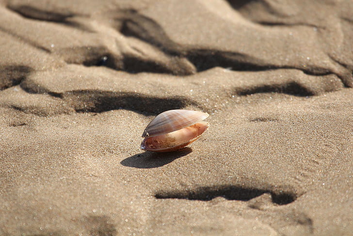 brown sea shell on brown sand