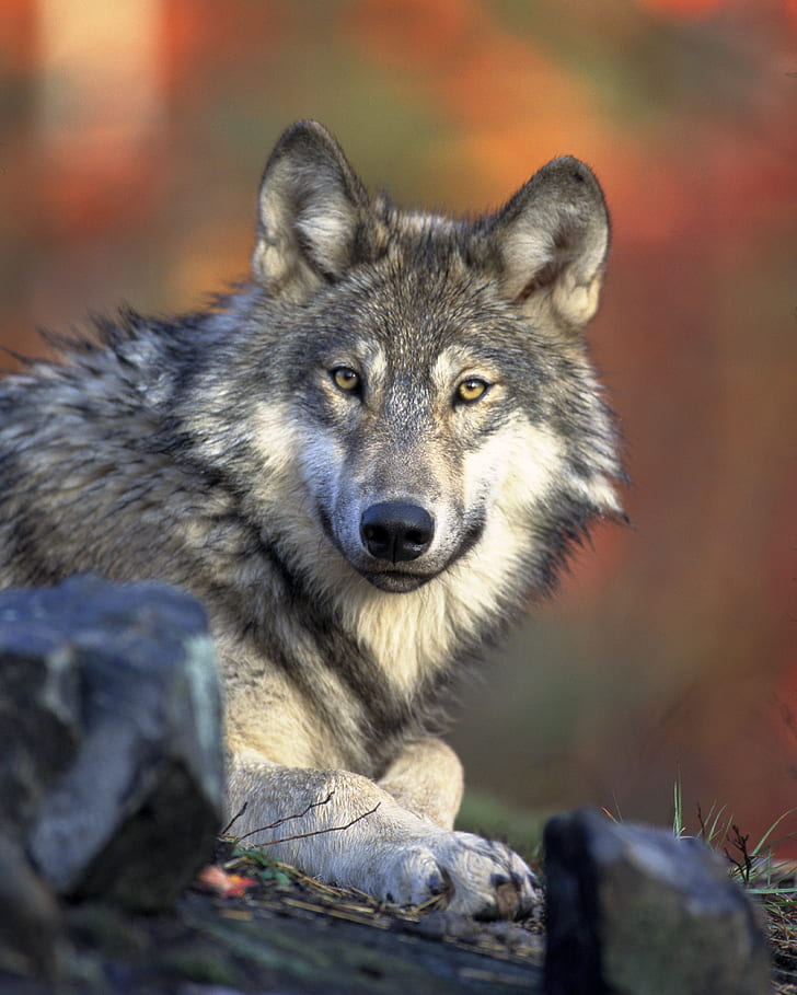 close up photography of gray wolf
