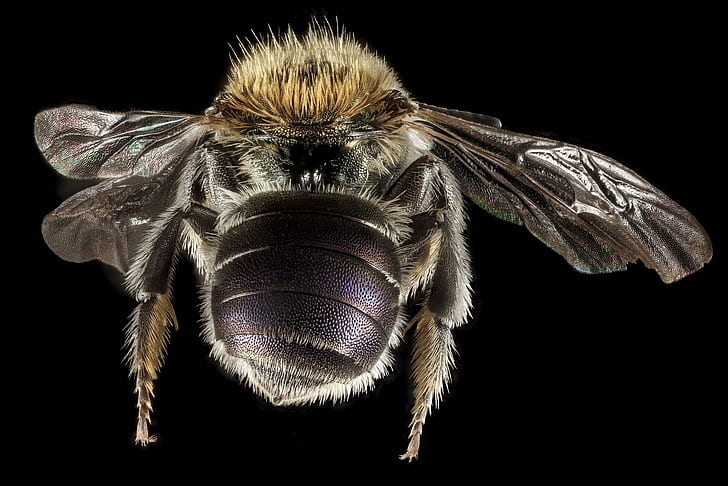 carpenter bee in close-up photography