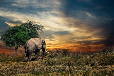 gray elephant walking on green grass