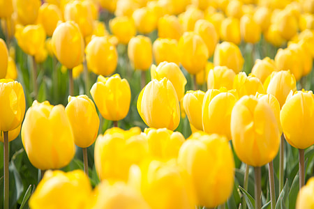 Fresh yellow tulip flowers
