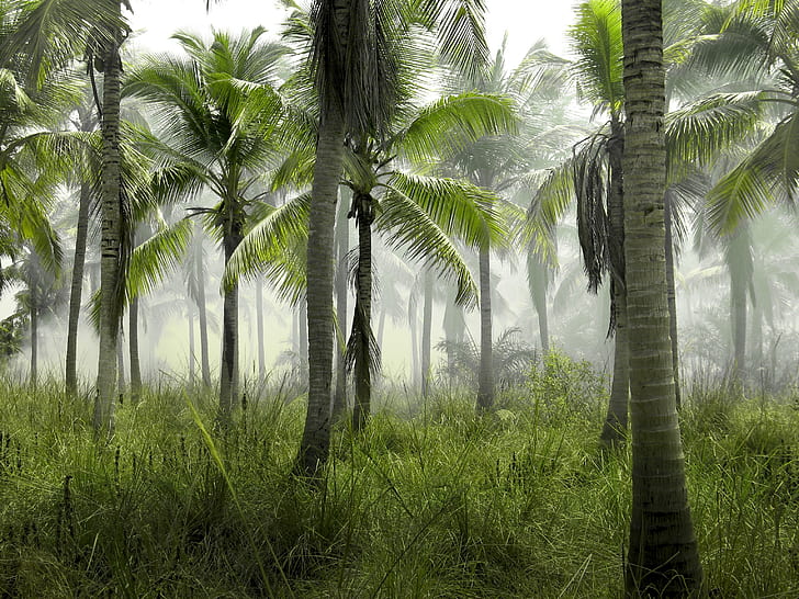 landscape photography of coconut trees