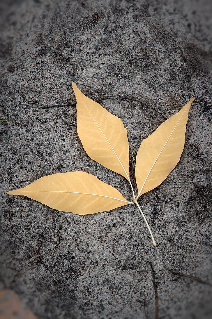 three leaves on surface