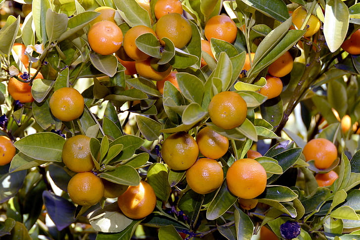 orange fruits closeup photo