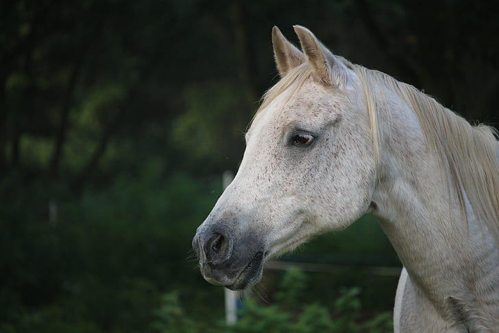 gray horse during daytime
