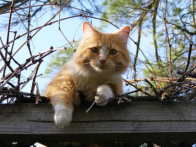 orange Tabby cat on wooden surface during daytime