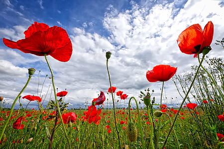 selective focus photography of red poppy flowers