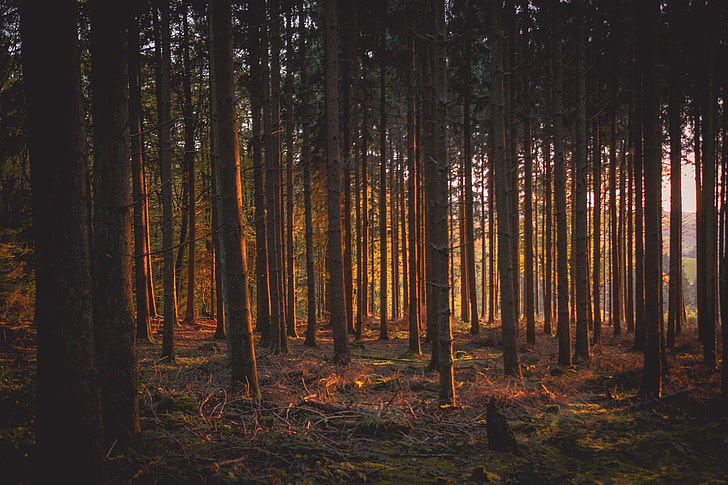 Woodland trees in the forest light