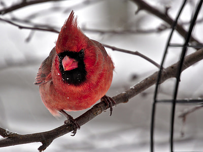 Cardinal bird on tree branch