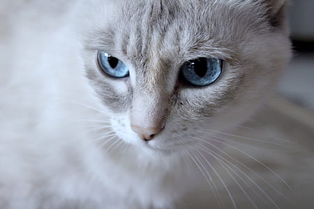 short-fur white and gray cat