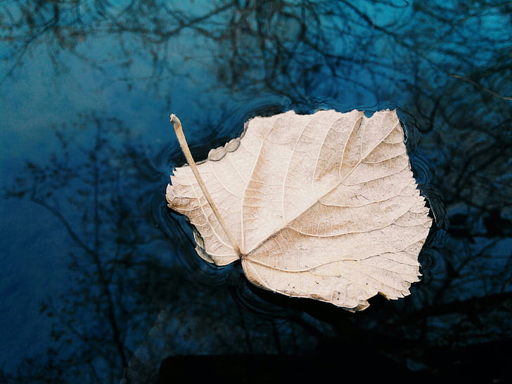 closeup photo of dried leaf on body of water