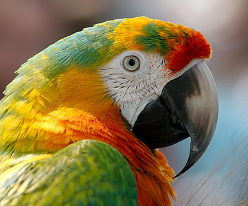 close up photography of red, green, and yellow macaw