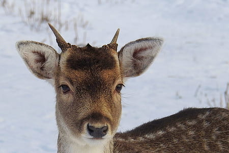 Portrait of Deer on Snow