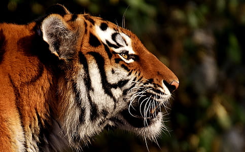 close up photo of tiger