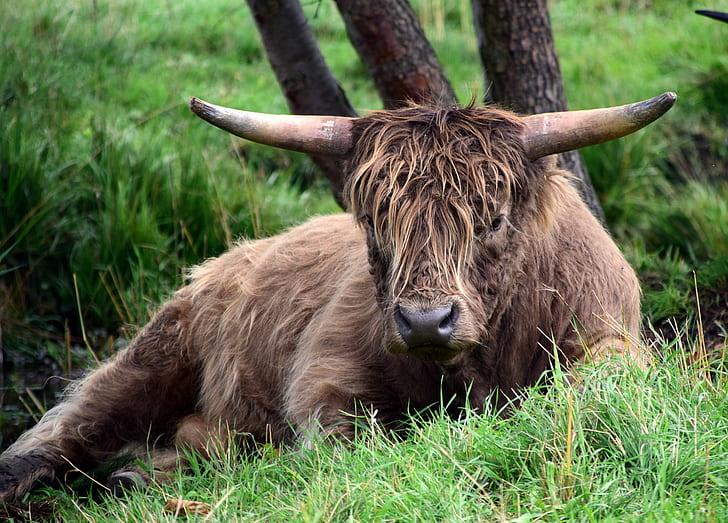 brown buffalo lying on grass