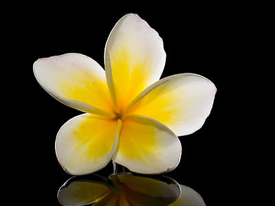 selective focus photography white and yellow plumeria flower