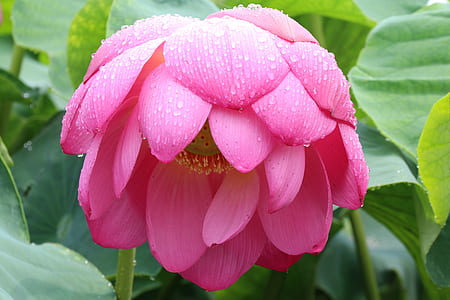 pink lotus with dewdrops