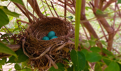 selective focus photograph of green egg in bird nest