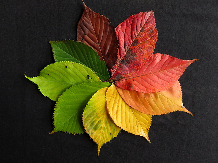nine leaves