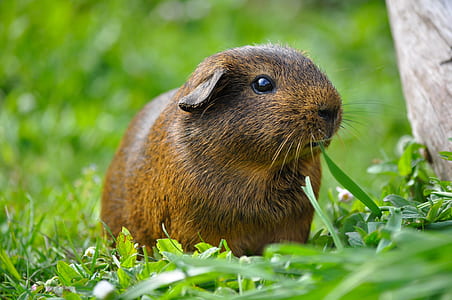 brown capybara on green grass