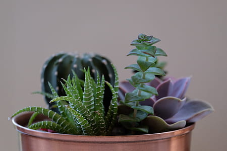 photo of green and purple succulents