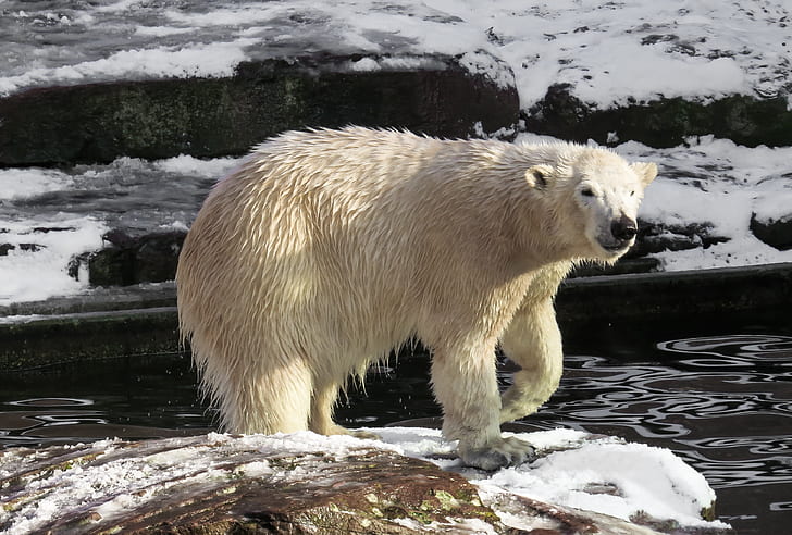 white Polar bear on brown rock during daytime