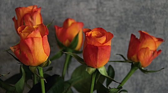 selective focus photography of five orange roses
