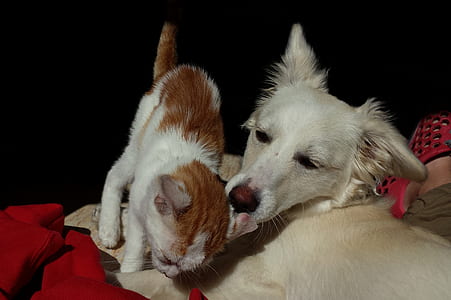 short-coated white dog and white and orange tabby cat