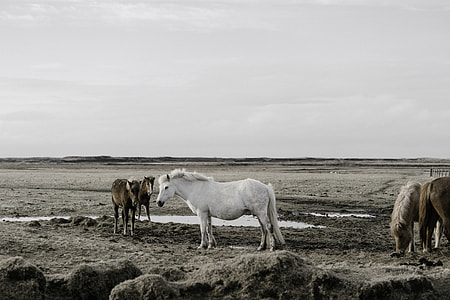 three brown and white horses