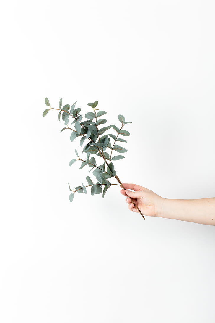 person holding green leafy plant