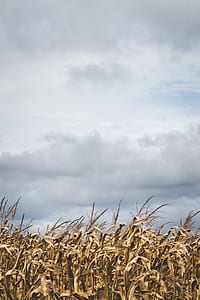 Corn Field Under Dark Sky