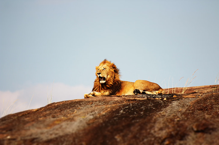 adult lion lying on brown hill during daytime
