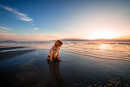 brown dog on seashore under calm sky